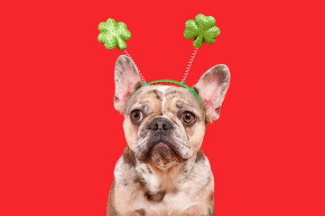 Funny French Bulldog dog wearing St. Patrick’s Day shamrock costume headband on red background