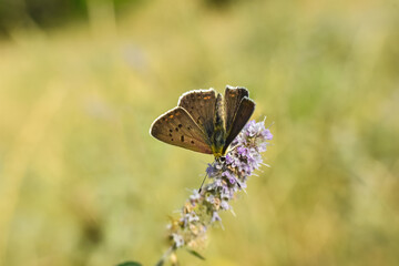 Sooty Copper butterfly on flower. Small blue butterfly, Lycaena tityrus, on meadow