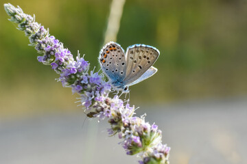 Himalayan Blue Butterfly, Pseudophilotes vicrama. Rare little blue butterfly on wildflower
