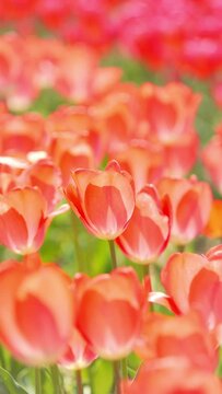 Red tulip flowers blooming in a field in spring, Nature background, Vertical video for smartphone footage, Digital signage