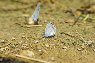Cupido alcetas, piccolissima farfalla, Little blue butterfly