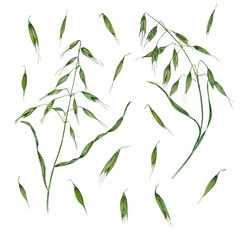 Naklejka premium Set of watercolor wild oats isolated on a white background, . Perfect for wallpaper, print, textile, scrapbooking, wedding invitation, banner design, postcards