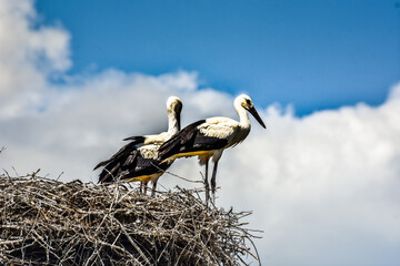 White stork on a nest. Pair of White Stork birds on a nest