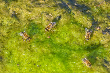 Honey bee drink water from pond