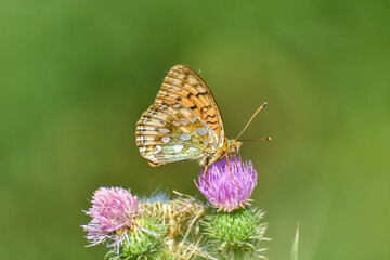Dark Green Fritillary butterfly, Argynnis or Speyeria aglaja, in the grass. Butterfly in wild meadow