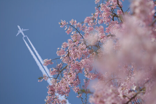 Cherry blossom and the contrail / 満開のソメイヨシノと飛行機雲
