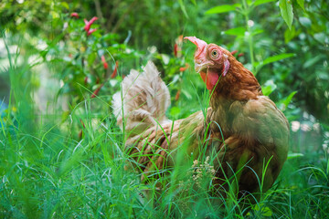 chicken in the grass