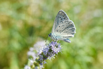 Polyommatus daphnis, the Meleager's blue,  is a butterfly of the Lycaenidae family. Small blue butterfly in wild nature