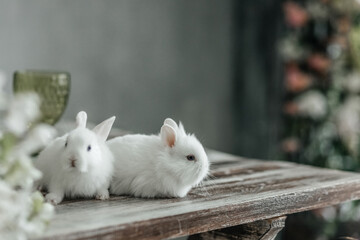 Obraz premium A group of cute Easter bunny rabbits on the table in the living room. Beautiful cute pets.