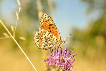 The knapweed fritillary butterfly - Melitaea phoebe. Beautiful fritillary butterfly on meadow