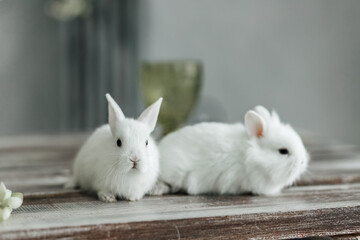 Obraz premium A group of cute Easter bunny rabbits on the table in the living room. Beautiful cute pets.