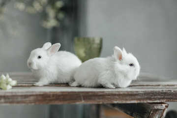 Obraz premium A group of cute Easter bunny rabbits on the table in the living room. Beautiful cute pets.