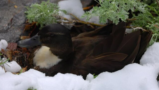 Slow Motion Lockdown Shot Of American Black Duck Sitting In Snow - Arvada, Colorado