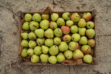 Yellow ripe pears in an old wooden box on the ground, top view.