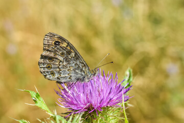 Lateral closeup of Wall brown butterfly , Lasiommata megera, witth closed wings