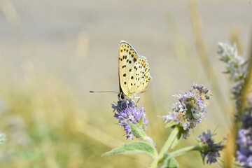 Sooty Copper butterfly on flower. Small blue butterfly, Lycaena tityrus, on meadow