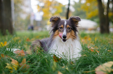 Cute tricolor dog sheltie breed in fall park. Young shetland sheepdog on green grass and yellow or...