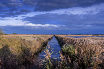 Camargue