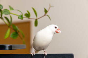 白文鳥のオスと観葉植物