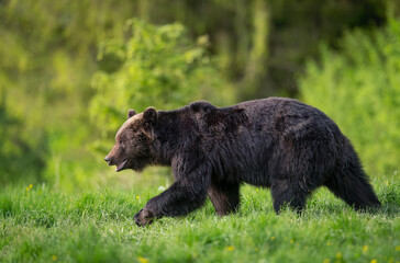 Naklejka na ściany i meble Wild brown bear ( Ursus arctos )