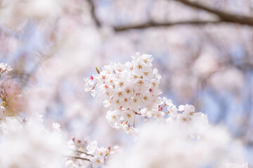 Close-up of cherry blossoms in full bloom, Japan