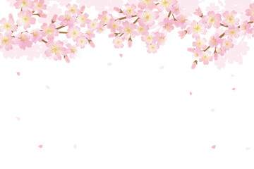 Naklejka na ściany i meble Cherry blossom flowers background illustration 