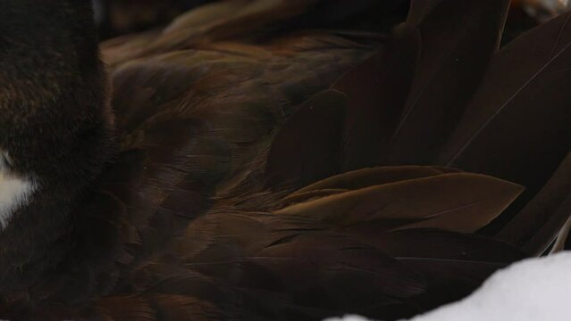 Slow Motion Close-Up Shot Of Feather Of American Duck Sitting By Snow - Arvada, Colorado