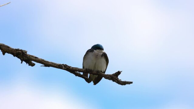 Small Tree Swallow Perching On Branch Against Cloudy Sky - Arvada, Colorado