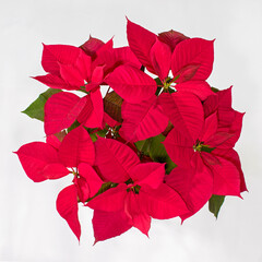 top down view of a large bright red Euphorbia pulcherrima potted poinsettia house plant on a white background showing green leaves under the bracts