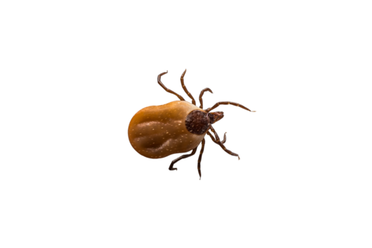 Tick filled with blood crawling on transparent background