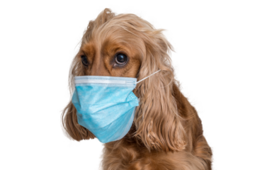Dog with medical face mask isolated on transparent background