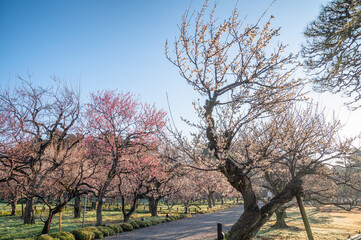 Obraz premium 茨城県水戸市 偕楽園の梅まつり