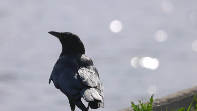 Raven Walking Retaining Wall By Lake On Sunny Day - Arvada, Colorado