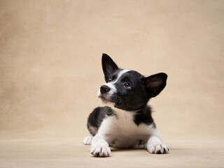 black and white puppy on a beige background. one month old border collie in studio. Dog in studio 