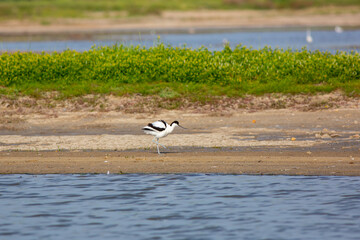 Fototapeta na wymiar water bird in its natural environment, Pied Avocet, Recurvirostra avosetta