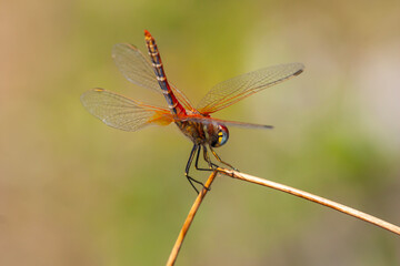 a anisoptera dragonfly sits on a stalk in a meadow