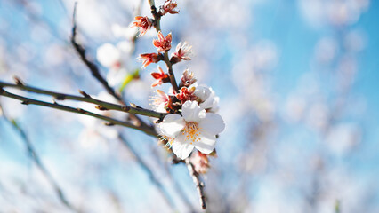 Beautiful almond pink tree flower in Spring March season