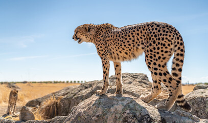 Rear view of cheetah over the rock looking for preys