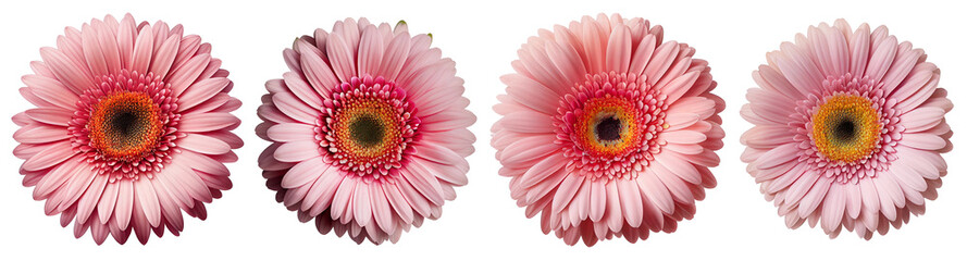 Assorted pink gerbera daisy flower heads isolated on transparent PNG background. Created with Generative AI.