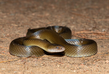 Olive Snake (Lycodonomorphus inornatus)