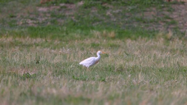 Slow Motion Panning Shot Of White Cattle Egret Walking On Dry Grass - Arvada, Colorado