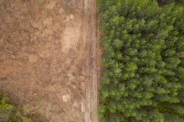 Drone photography of deforested site, maintenance road and new trees growing