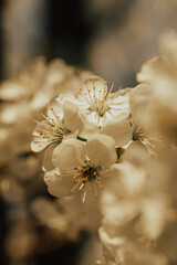 fruit trees in bloom, beautiful spring easter photo