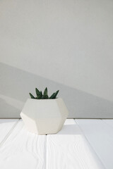 Green succulent on a white wooden table against a gray concrete wall with shadows. Background with flowerpot. Front view