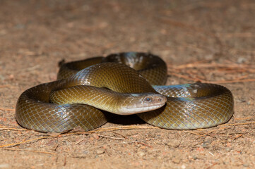 Olive Snake (Lycodonomorphus inornatus)