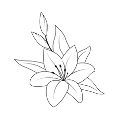 Lily flowers. Blooming lily. Plant. Lily flowers silhouette. Design element.