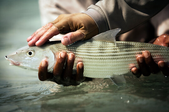 fisherman hands holding bonefish above water