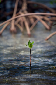 one sprout from a mangrove sits above water
