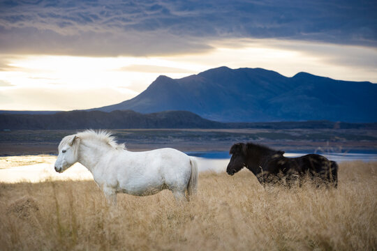 Two Icelandic horses roaming in foxtail field, Hvitserkur, Iceland - Powered by Adobe