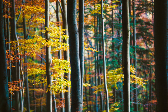 Autumn Colors In Beech Forest In Gorce National Park, Poland